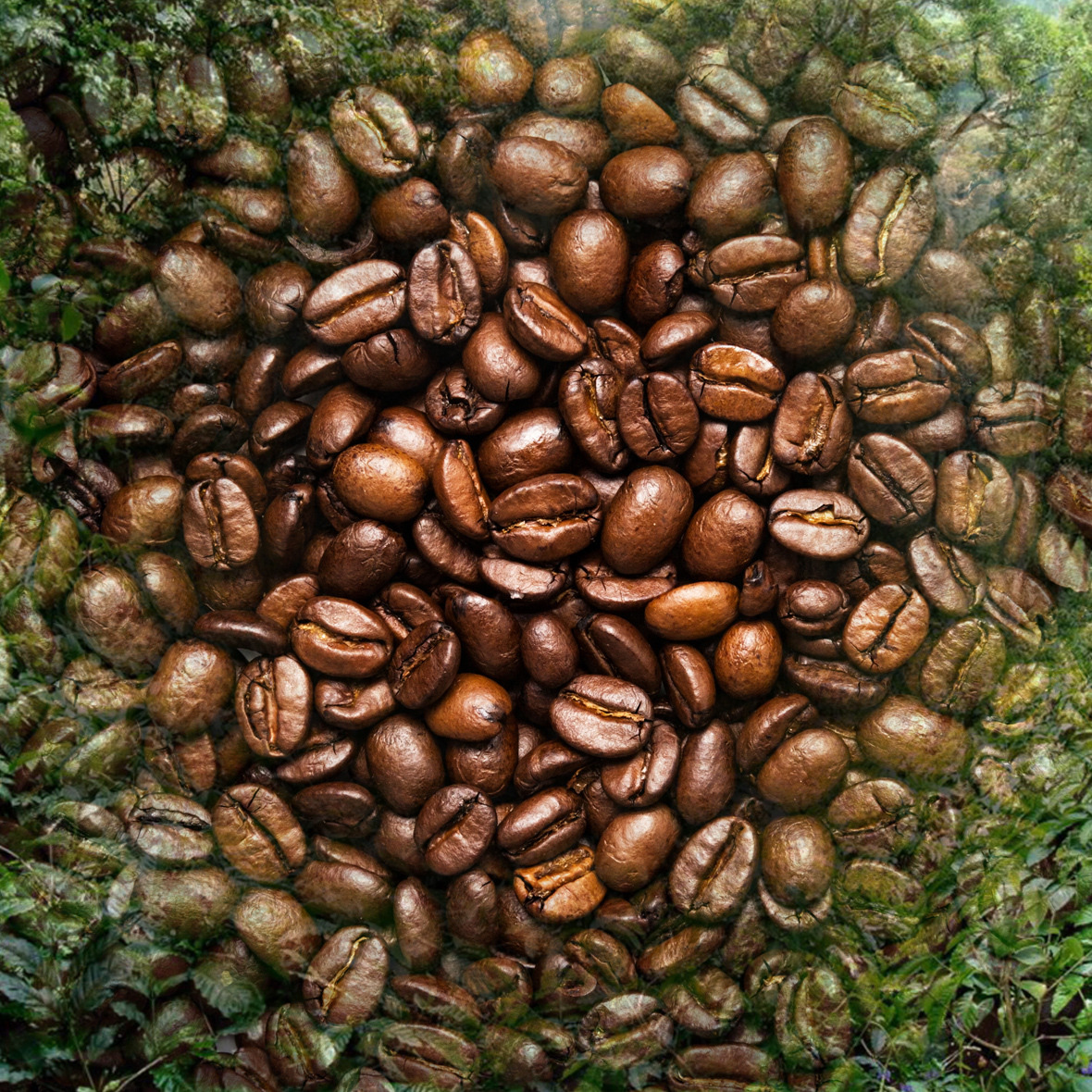 黑鑲金咖啡-印度麥索金磚咖啡豆